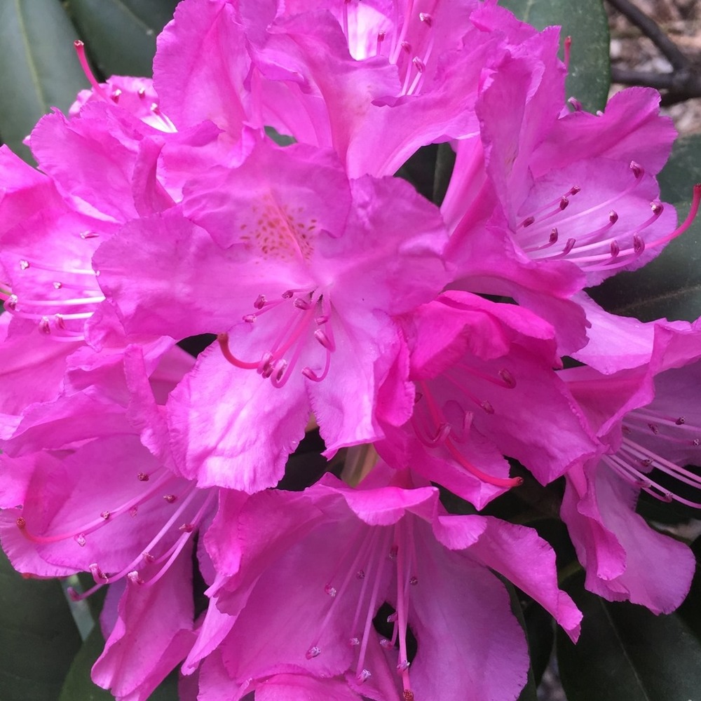 Meet your Posher, Karen